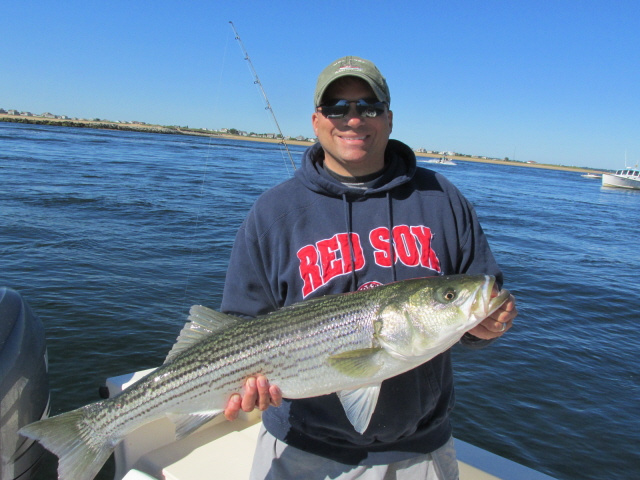 Eric's striped bass 8-15-13